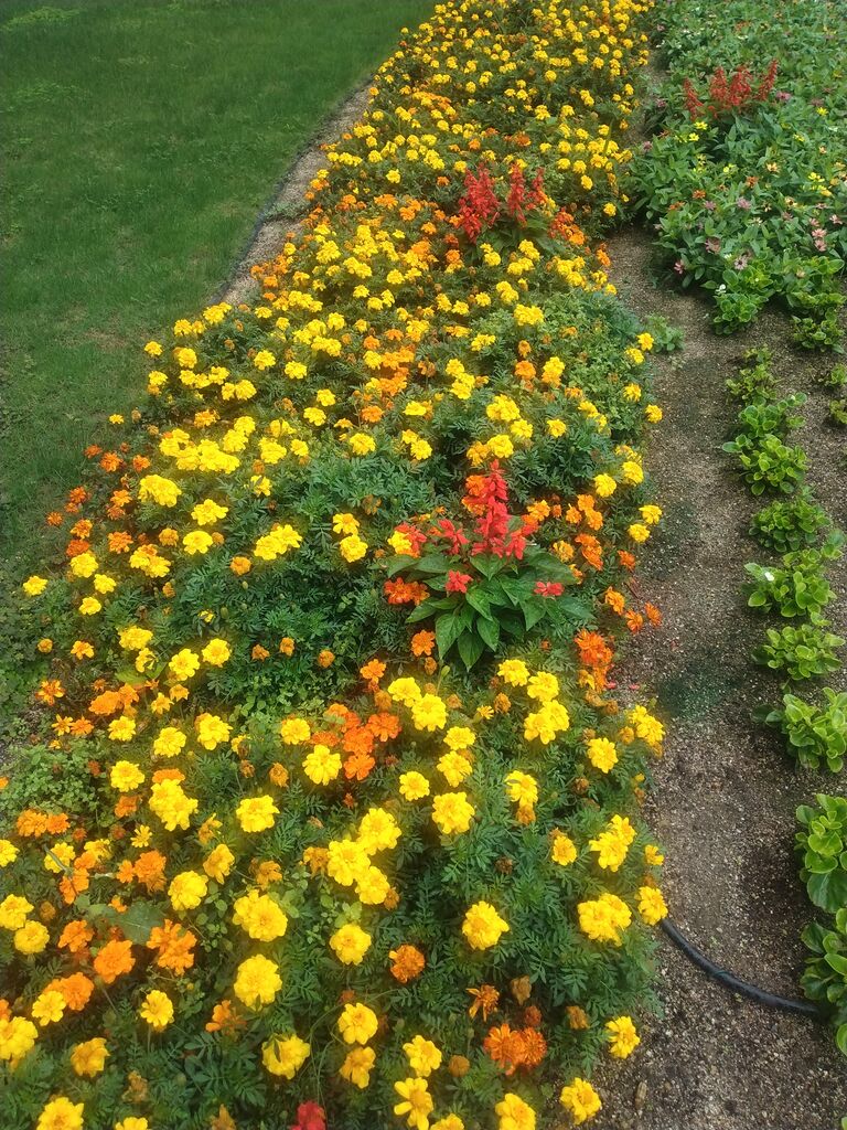 シドニーローイング日誌５