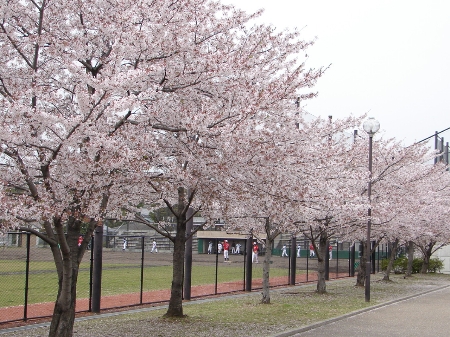 sakura3