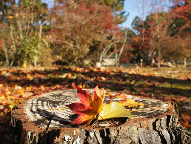 紅葉
