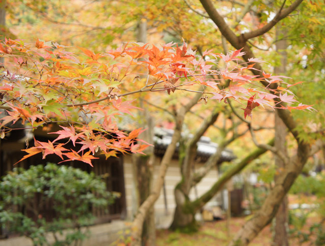 紅葉20