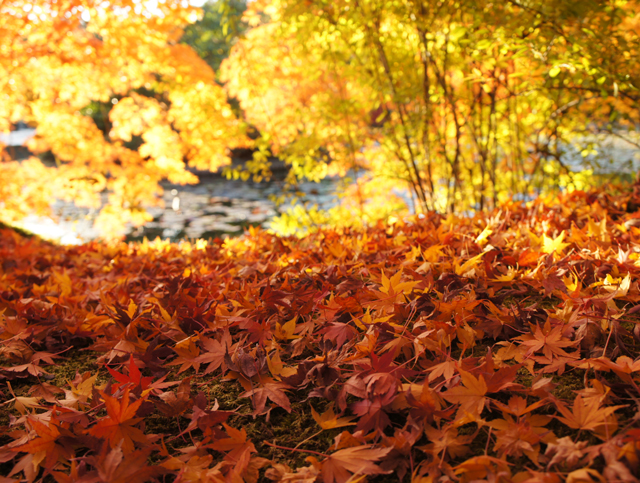 紅葉