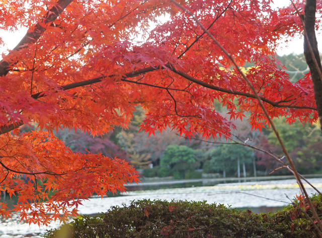 紅葉