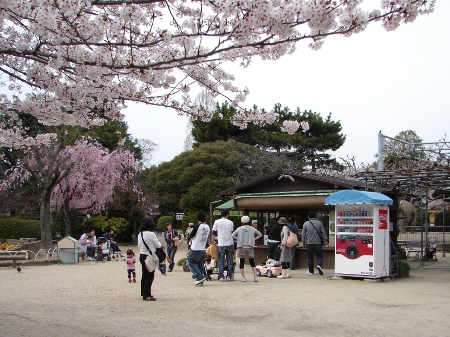sakura10