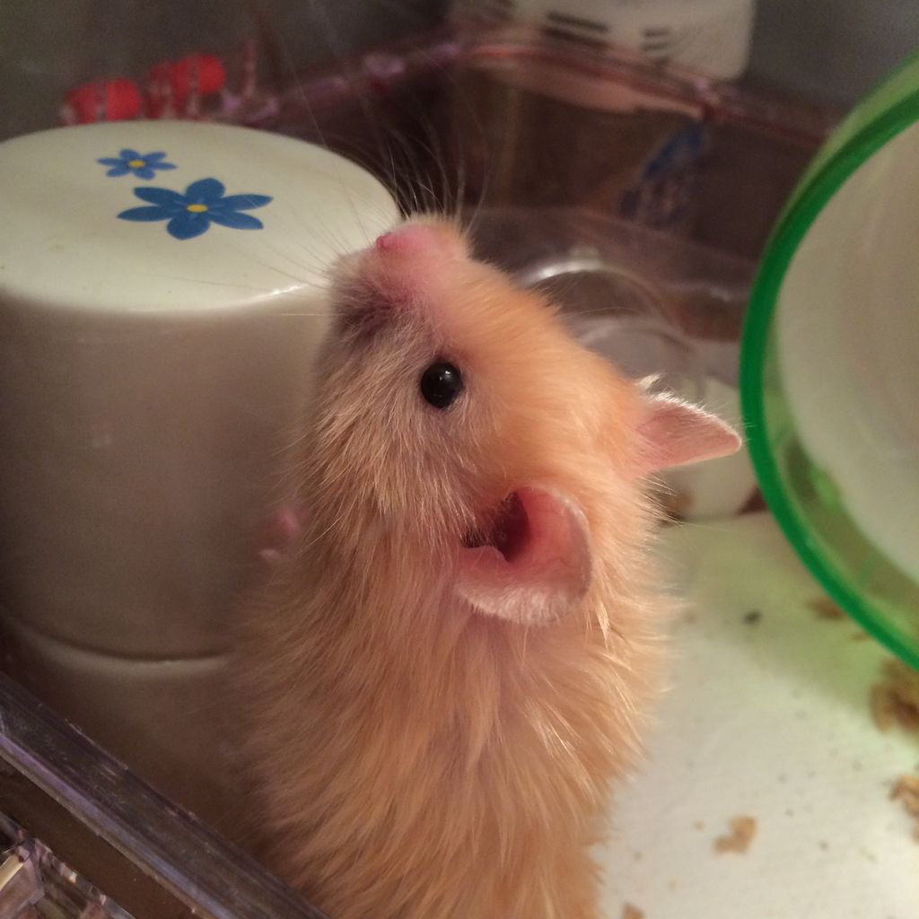 ハムスター 性格それぞれ キンクマっぽいのはじめました