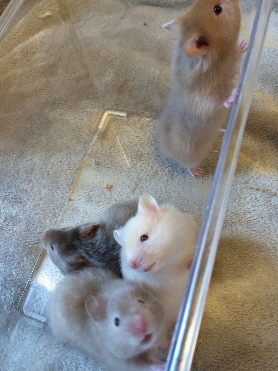 キンクマっぽいのはじめました