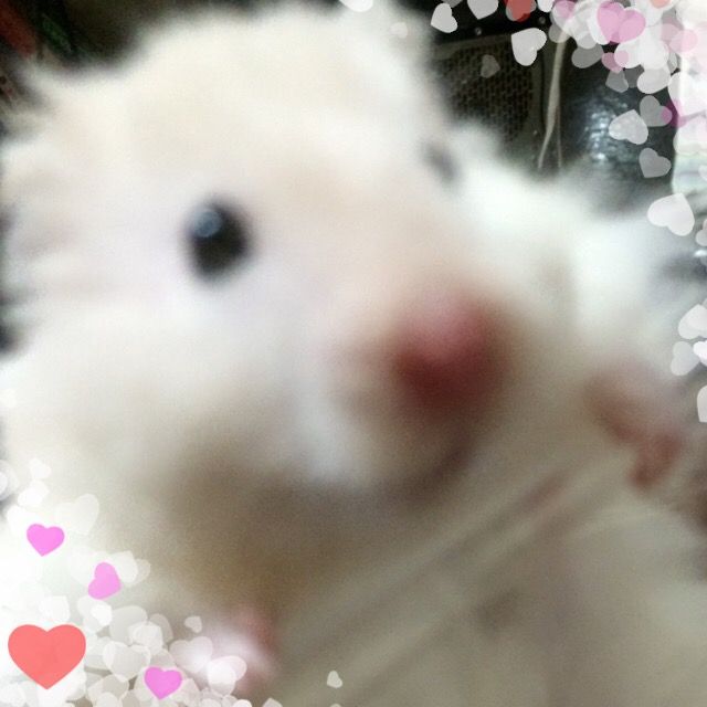キンクマっぽいのはじめました 15年06月