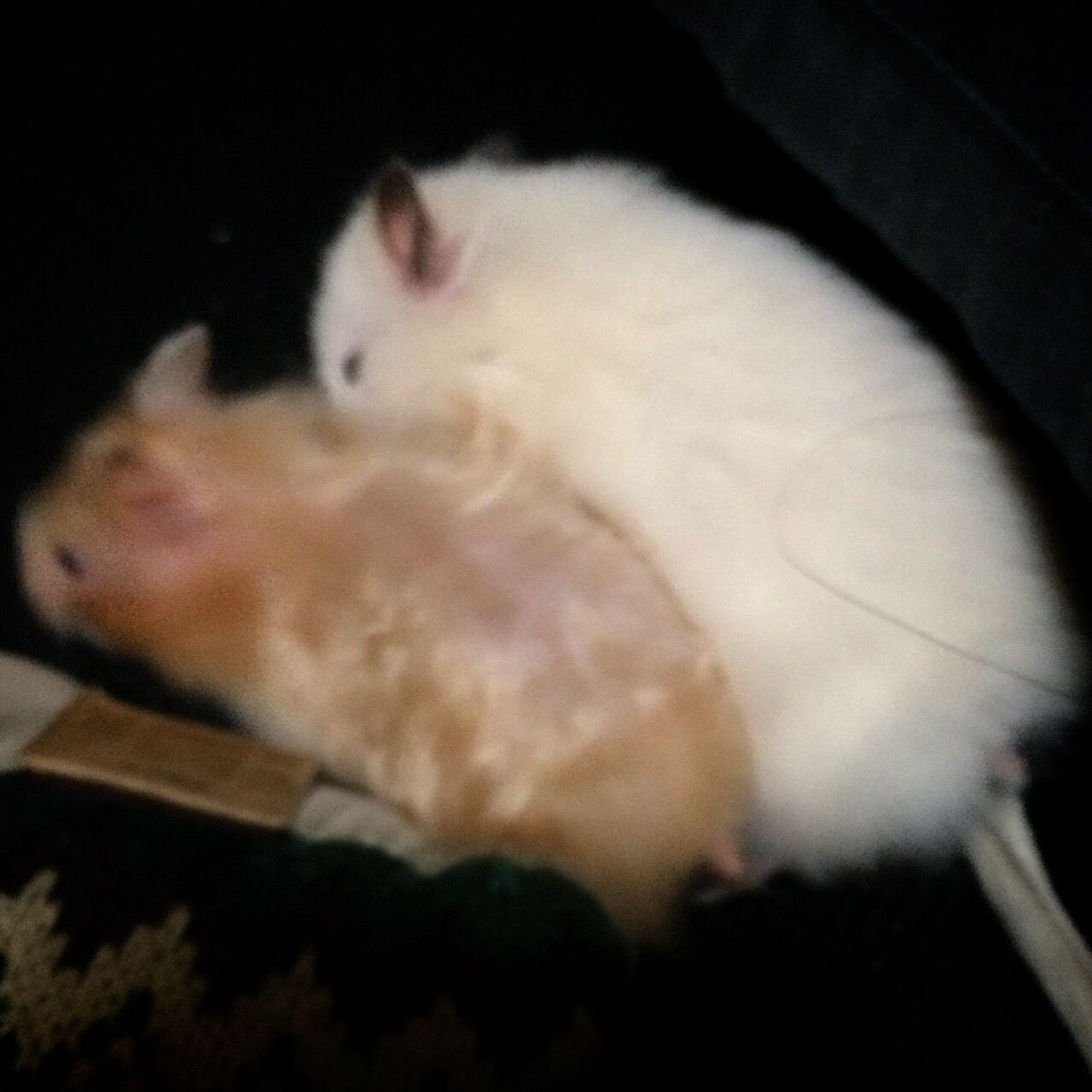 キンクマっぽいのはじめました