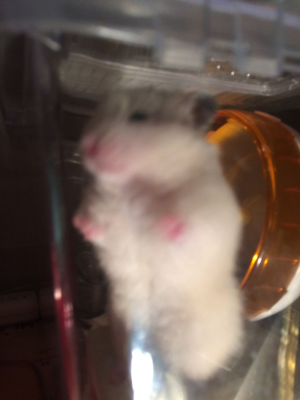 アルが本物の手乗りハムになりました キンクマっぽいのはじめました