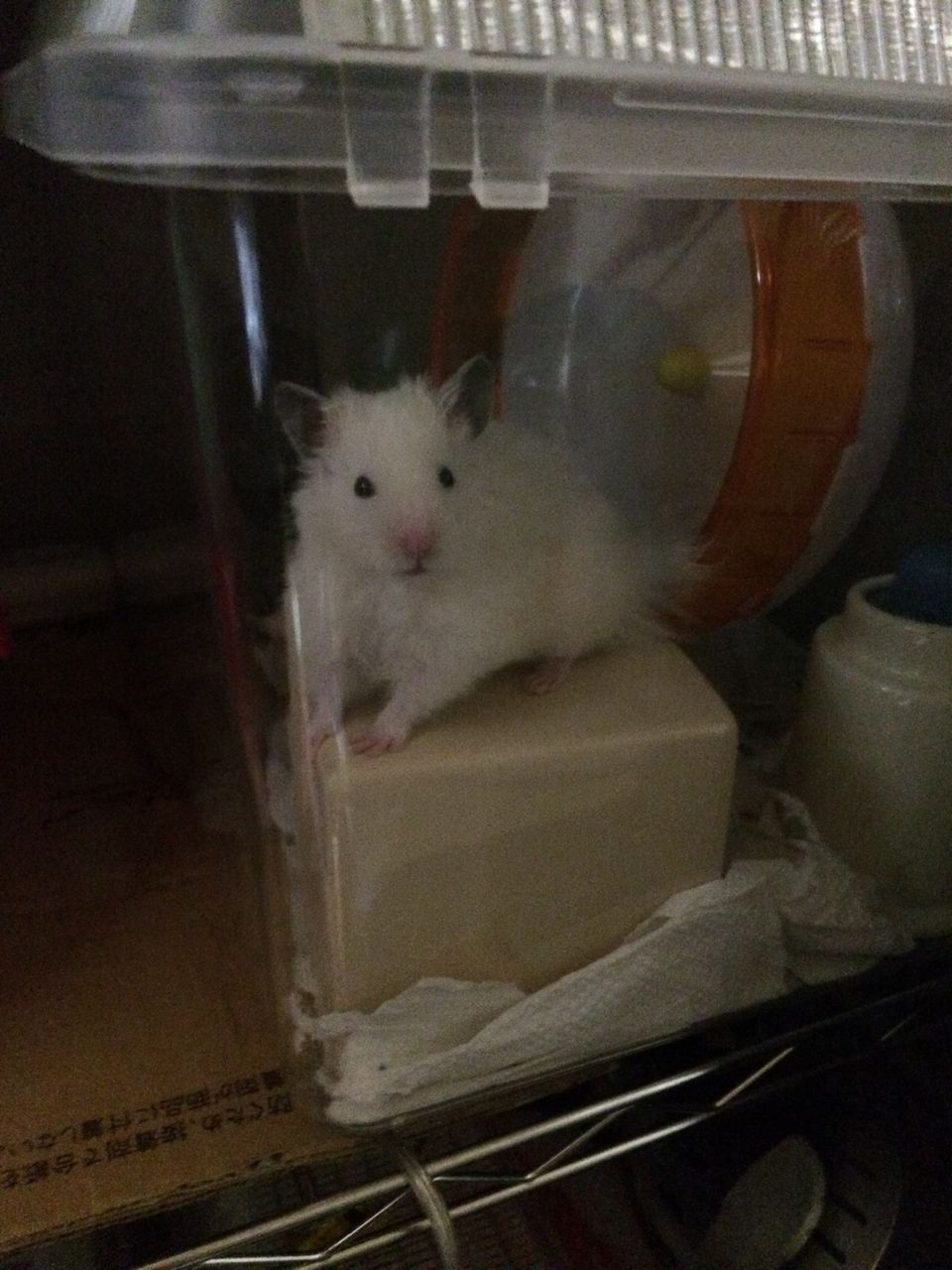 アルが本物の手乗りハムになりました キンクマっぽいのはじめました