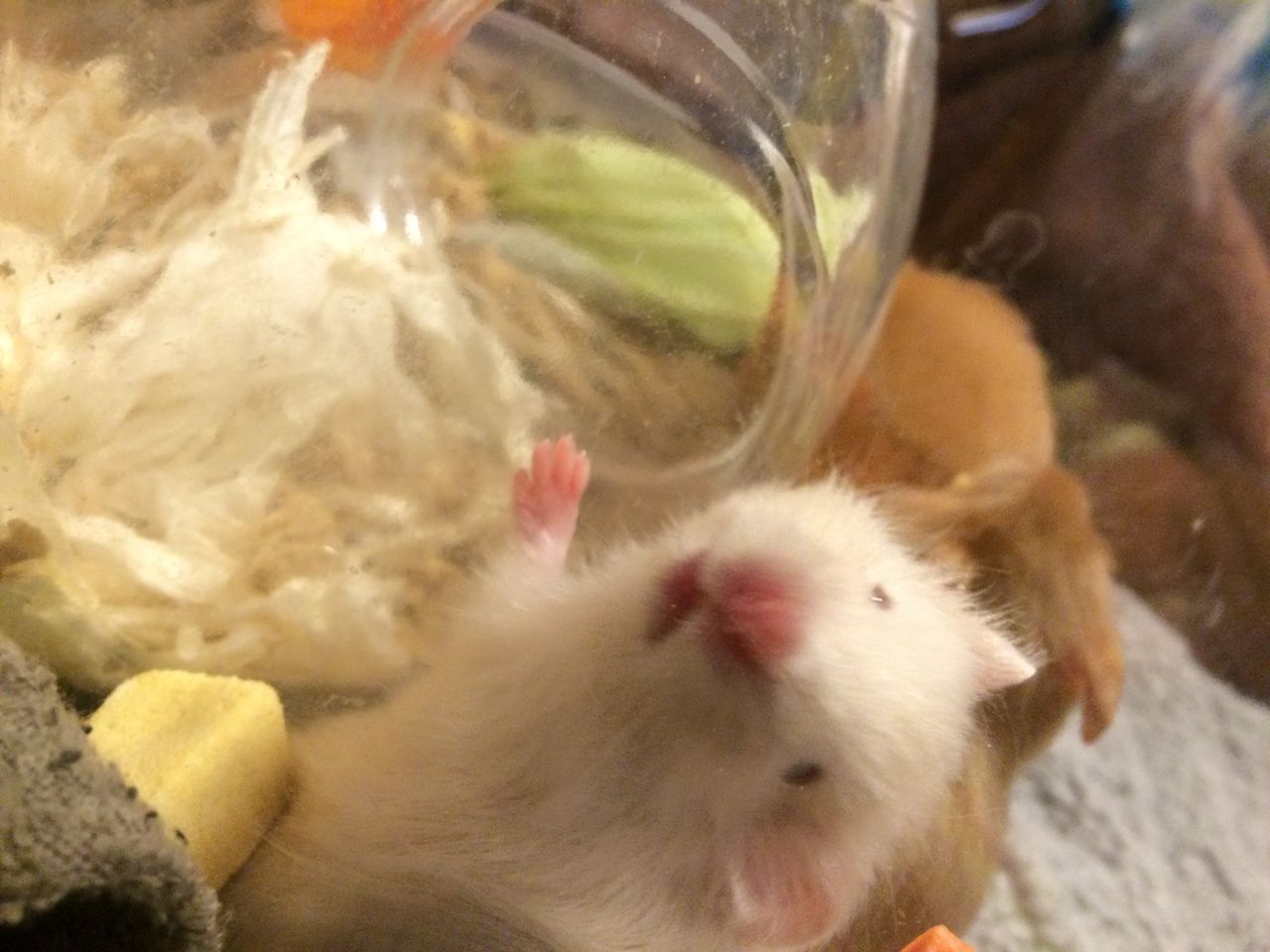 キンクマっぽいのはじめました