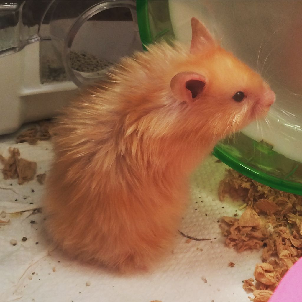 キンクマっぽいのはじめました