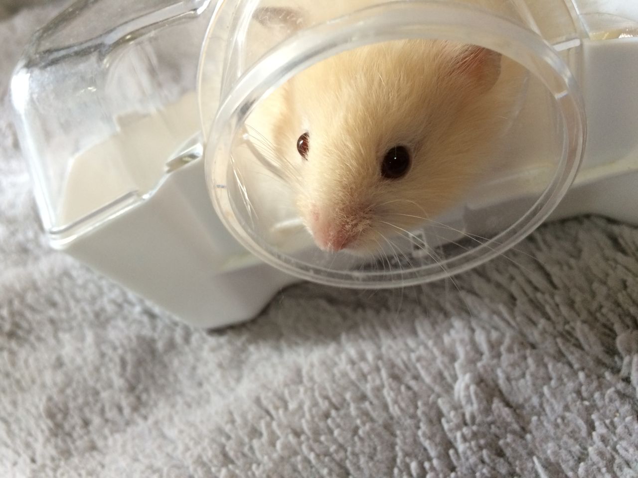 ハムスター 性格それぞれ キンクマっぽいのはじめました