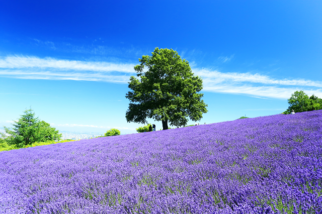 社会 北海道で インスタ映え狙って 花畑に無断で侵入 畑を踏み荒らし帰る人増殖 対策も効果なし ゴールド速報