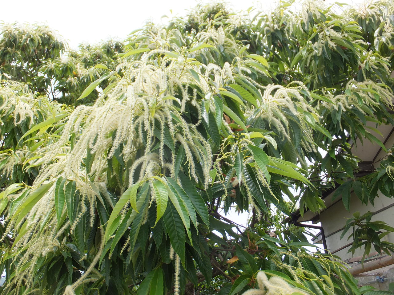栗の花が満開 みぞうえのblog 栗の花が満開 みぞうえのblog