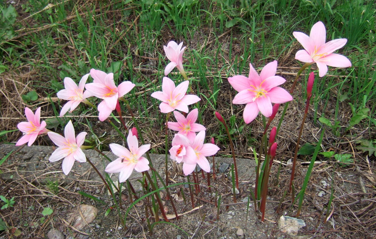 サフランモドキの開花 sennenの blog サフランモドキの開花 sennenの blog