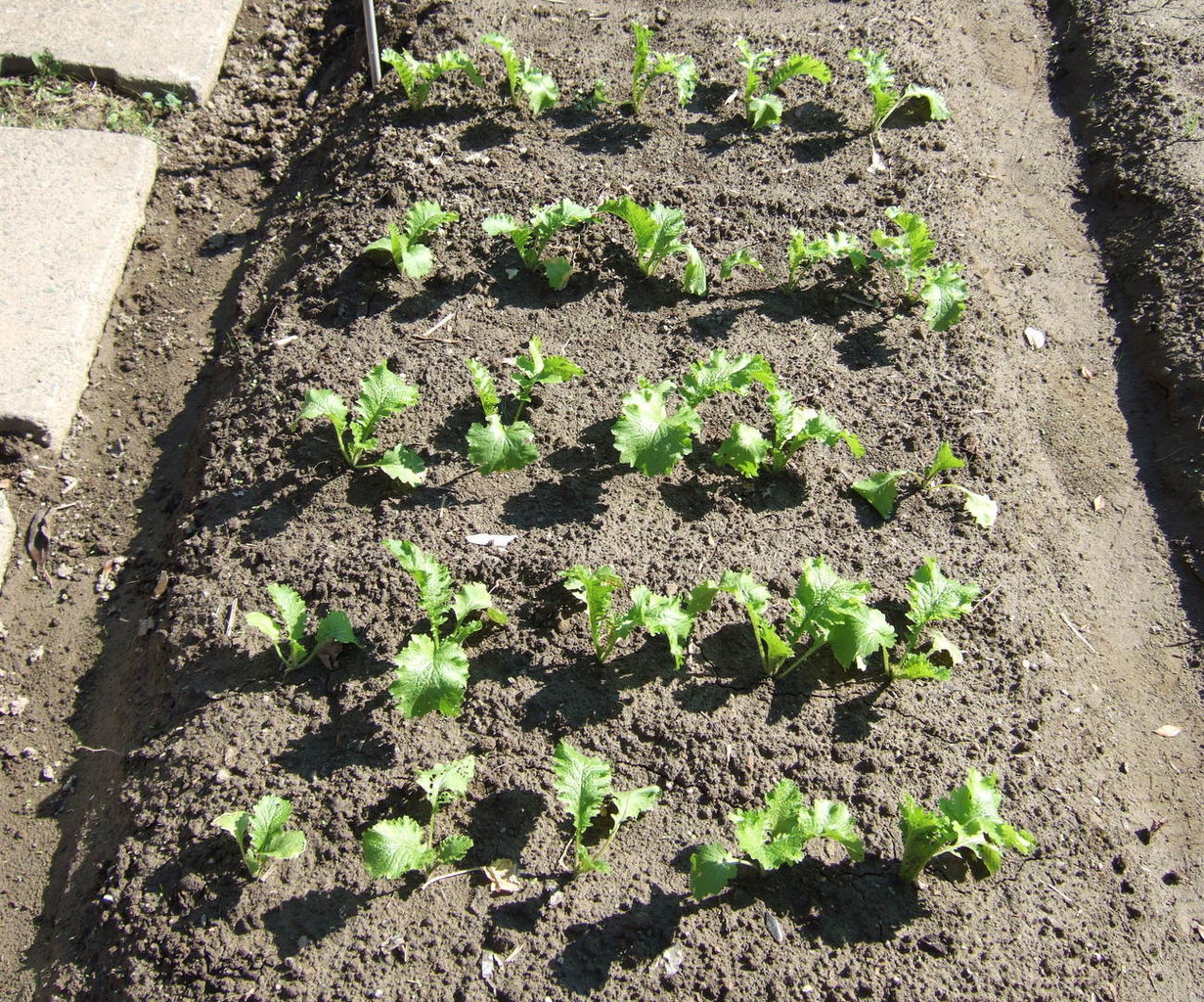ワサビ菜と野菜の芽 ｓｅｎｎｅｎの ｂｌｏｇ