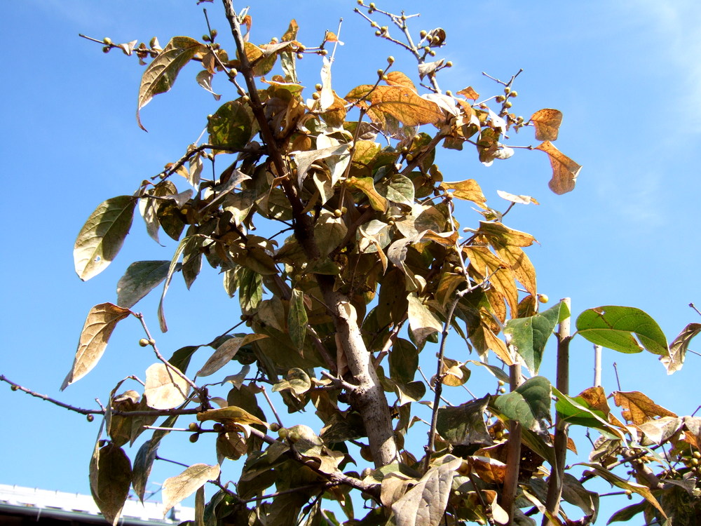 蝋梅のつぼみ ｓｅｎｎｅｎの ｂｌｏｇ