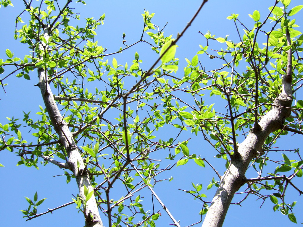 蝋梅の新芽と実 種 sennenの blog 蝋梅の新芽と実 種 sennenの blog