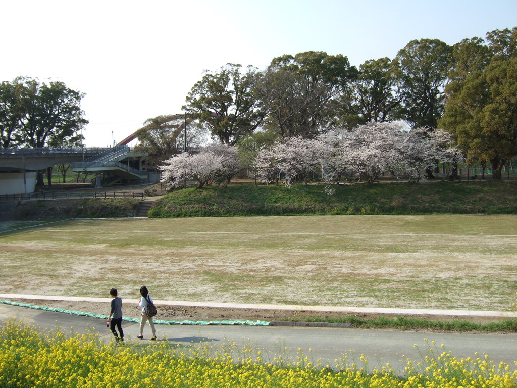 新船小屋の桜並木満開 みやま市側堤防 ｓｅｎｎｅｎの ｂｌｏｇ