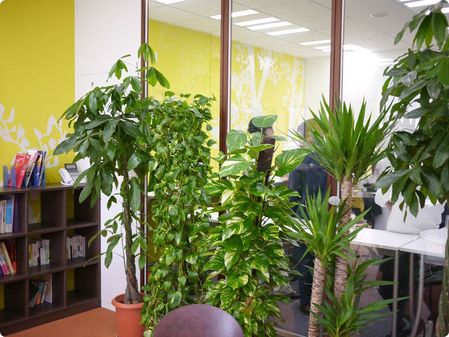 その4.喫煙室と観葉植物
