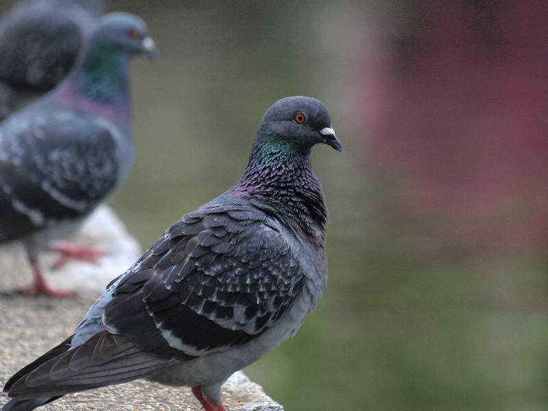 鳩ぽっぽ : ld_saijyo_wtのblog