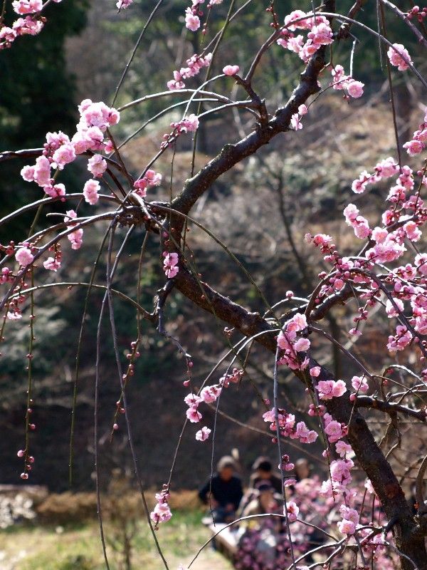 西条市市民の森 梅まつり Ld Saijyo Wtのblog