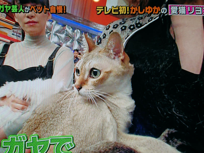 うちのガヤがすみません くるみとみるく 阿佐ヶ谷猫姉妹の毎日 うちのガヤがすみません くるみとみるく 阿佐ヶ谷猫姉妹の毎日