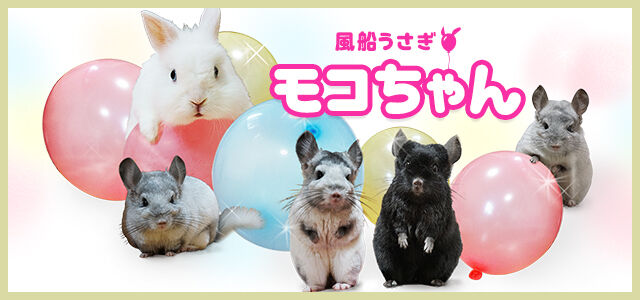フワフワのうさぎやチンチラたちとの暮らしを追体験 あなたの疲れを癒やすペットブログ Livedoor Blog公式ブロガー ライブドアブログstyle