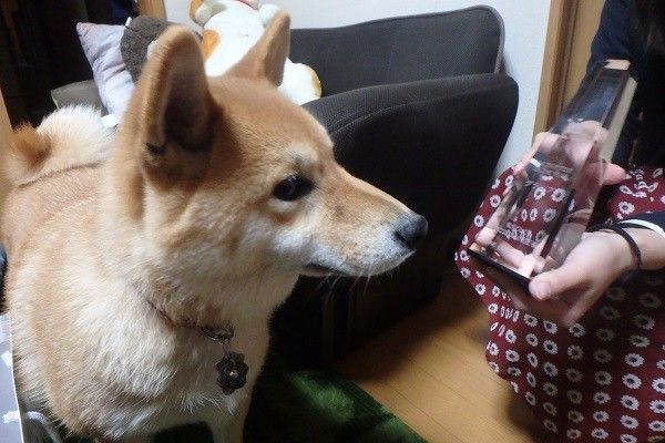 柴犬どんぐり１