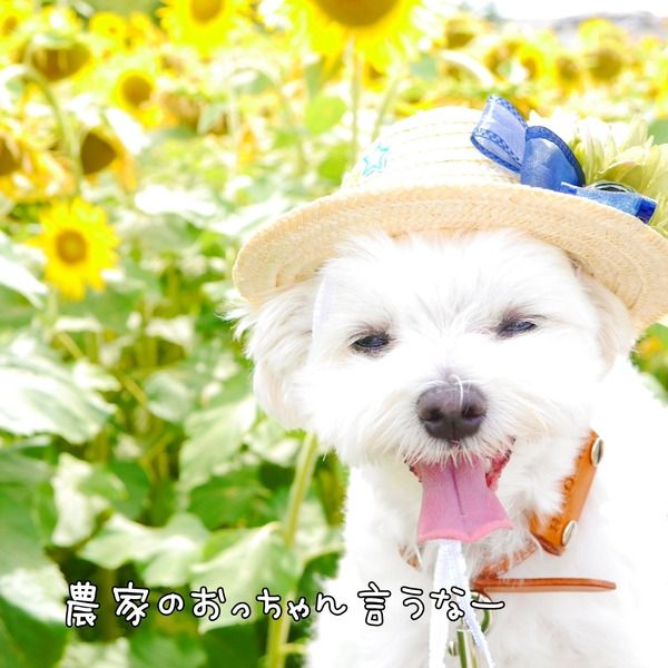 画像4 画像4