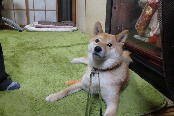 柴犬どんぐり2