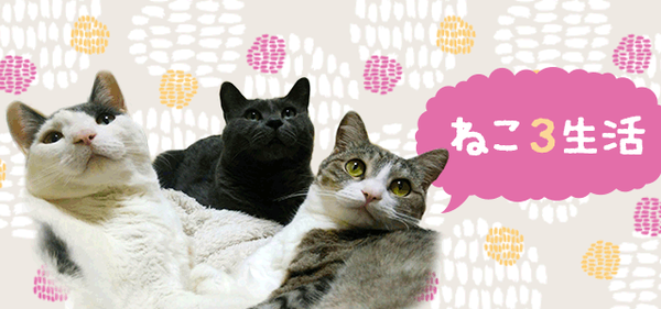 ねこ3生活
