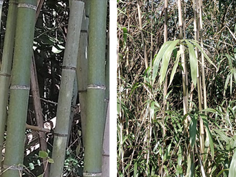 bamboo-sasa (2)
