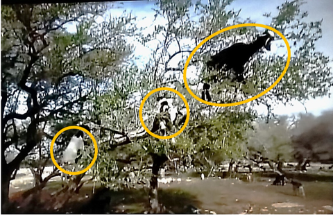 goat-on-tree2