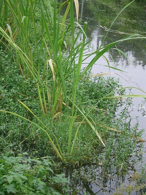 Water_bamboo