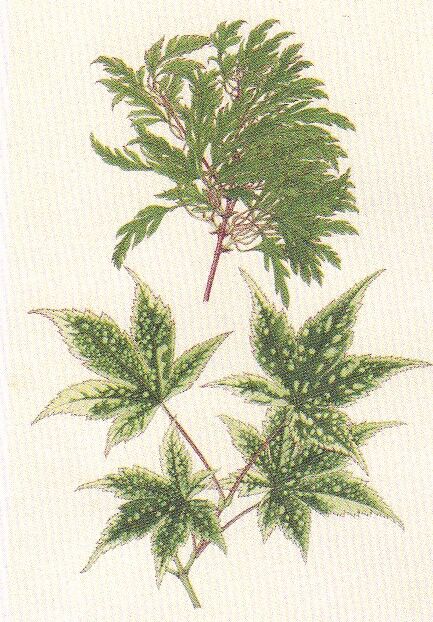 botanical-artisut2 (3)