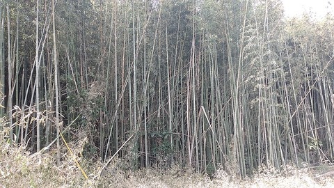 bamboo5