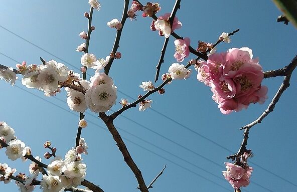 源平咲きの梅 花筏の桜 珍花のハナイカダ 徒然ｇ３ ﾂﾚﾂﾞﾚｼﾞｲｻﾝ 日話秘話飛話