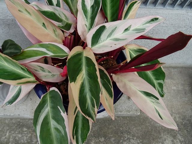 ベゴニアなど 葉っぱが特徴的 花咲く庭 楽しいガーデニング