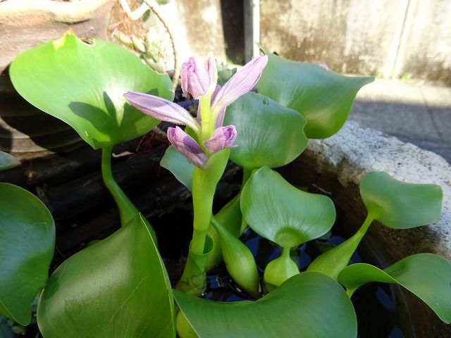ホテイアオイの青い花 蕾の朝 花咲く夜 花咲く庭 楽しいガーデニング