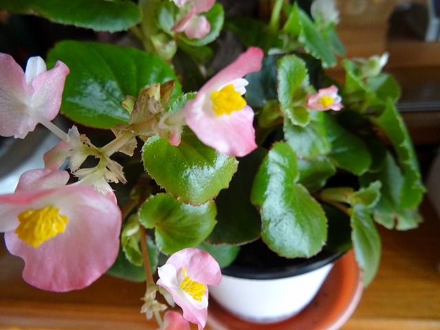 ベゴニアなど 葉っぱが特徴的 花咲く庭 楽しいガーデニング