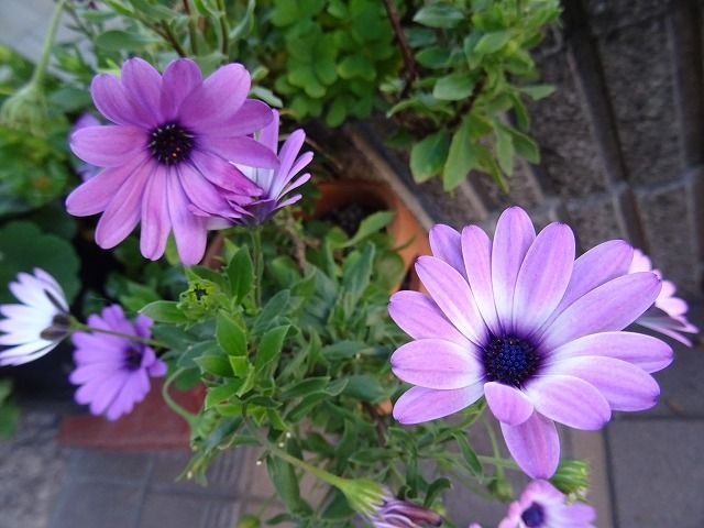 花咲く庭 楽しいガーデニング