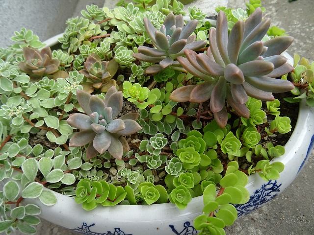 ベゴニアなど 葉っぱが特徴的 花咲く庭 楽しいガーデニング