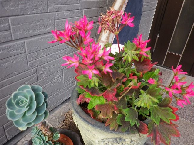 スイセンなど花盛り 花咲く庭 楽しいガーデニング