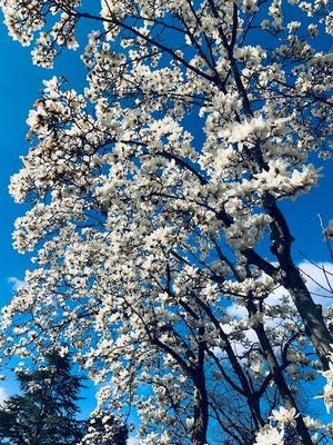 2020年3月木蓮