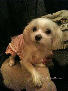 $KEIKO WALKER ☆ OFFICIAL BLOG +++keiko's secret garden+++