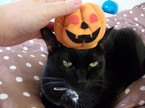 6d7151325850c44f3422-L[1]