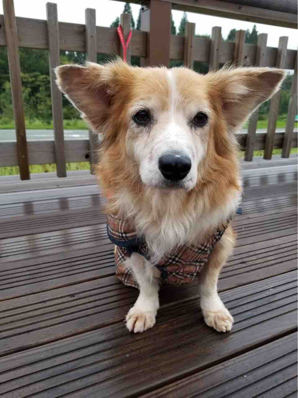 保護犬 ひな Cafe Leekのブログ