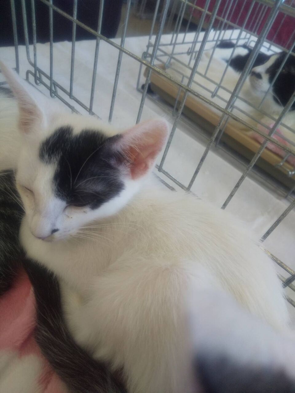 生後2ヶ月半 みち 募集中 募集猫たち 生後2ヶ月半 みち 募集中 募集猫たち