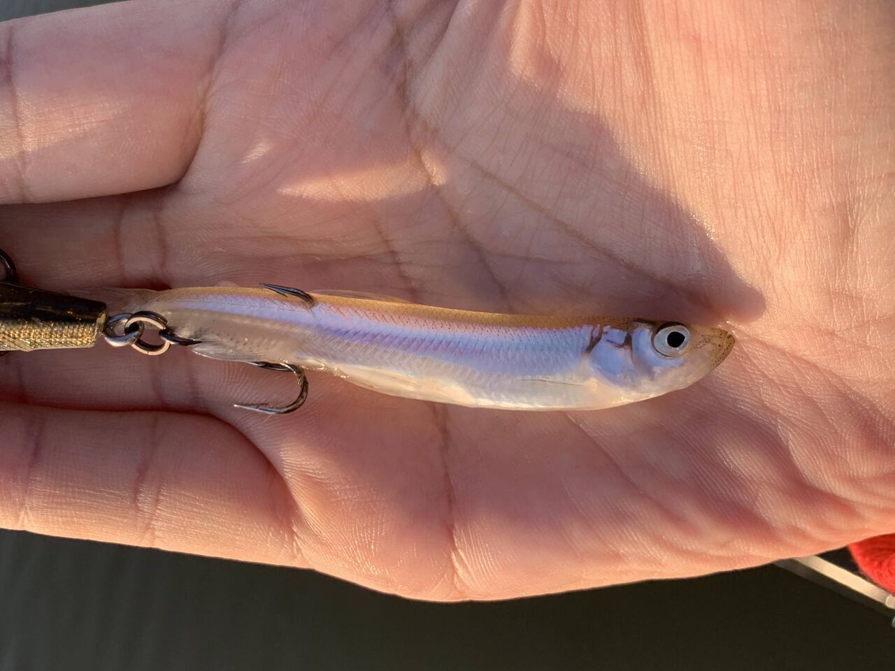 左巻きブログ 今更ですが先週末の八郎潟釣行